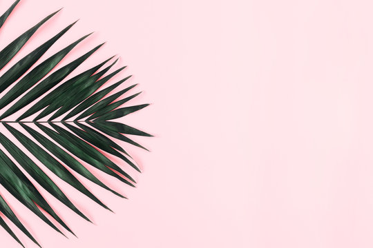 Summer modern composition. Tropical green leaves of palm tree on pastel pink background. Flat lay, top view, copy space