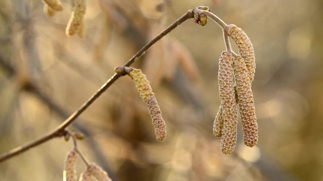 Hazelnut blossom in wintertime