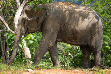 Fototapeta premium Asian Elephant Profile View