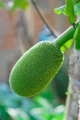 green jackfruit on tree