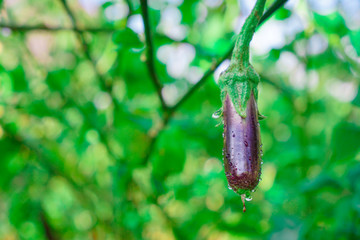 water drops on a leaf