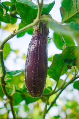 eggplant in the garden