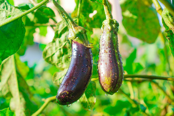 eggplant in the garden