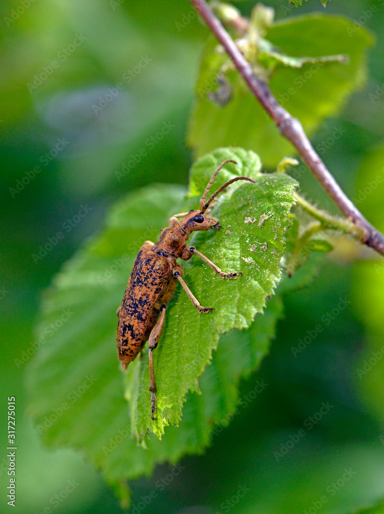 Canvas Prints Eichen-Zangenbock (Rhagium sycophanta) am Kaiserstuhl - longhorn beetle