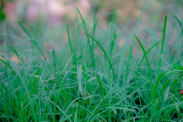 grass on green background