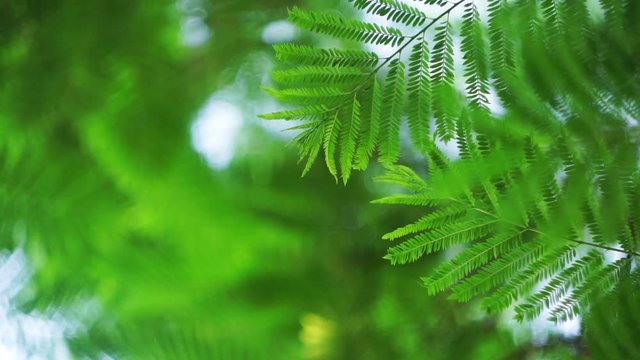 Leaves of a tropical tree (jacaranda) move with the breeze and then with a stronger wind seen from below. 
