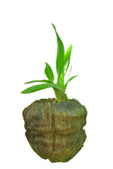 green plant on white background
