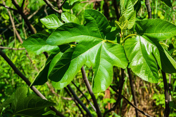 Young spring leaves of Ficus carica on a blurred background of greenery of garden. Selective focus, nature concept for design. There is place for text.