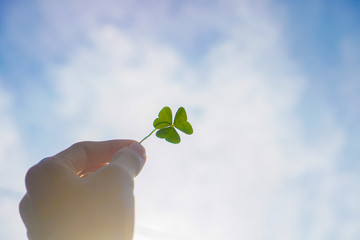 young plant in hand