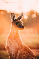 Kangaroo at sunset