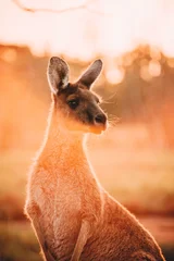 Poster Kangoeroe bij zonsondergang © John
