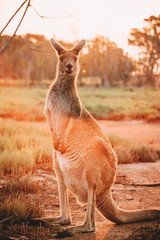 Outback Kangaroo