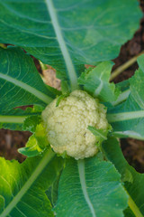 green passion fruit on the tree