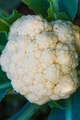cauliflower on green background