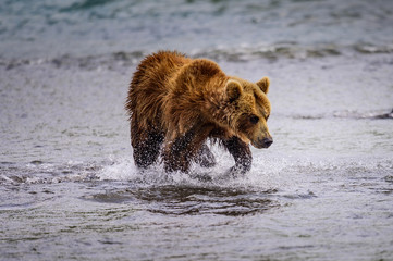 Ruling the landscape, brown bears of Kamchatka (Ursus arctos beringianus)