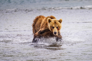 Ruling the landscape, brown bears of Kamchatka (Ursus arctos beringianus)