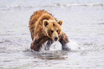 Naklejka premium Ruling the landscape, brown bears of Kamchatka (Ursus arctos beringianus)