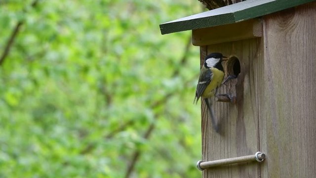 Great tit (Parus major) entering nestbox with food in beak to feed young chicks in garden and leaving nest box