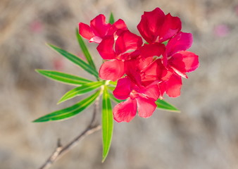 Red Oleander, Sweet Oleander, Rose Bay (Nerium Oleander) are blooming on tree with green leaves in...