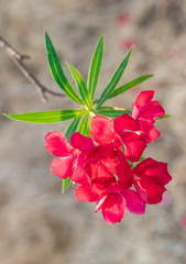 Red Oleander, Sweet Oleander, Rose Bay (Nerium Oleander) are blooming on tree with green leaves in...