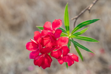 Red Oleander, Sweet Oleander, Rose Bay (Nerium Oleander) are blooming on tree with green leaves in...