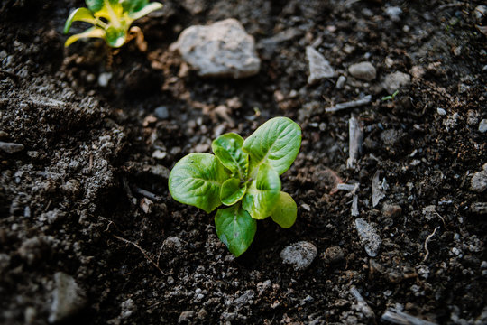 Organic Baby Lettuce Growing In A Field