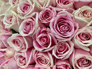Pink and white roses on Valentine​'s Day