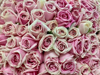 Pink and white roses on Valentine​'s Day