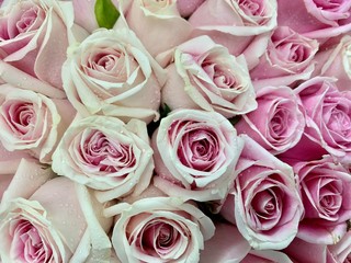 Pink and white roses on Valentine​'s Day