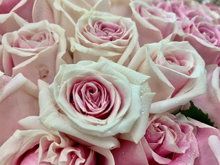Pink and white roses on Valentine&rsquo;s Day 