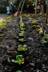 Organics lettuces growing in a field