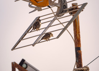 passer domesticus on a antenna courtship