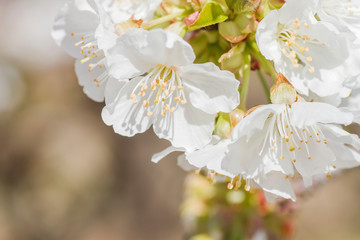 Cherry blossom white flowers close up