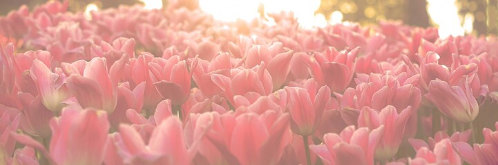 Spring tulip background.