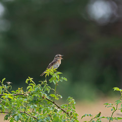 The whinchat (Saxicola rubetra) is a small migratory passerine bird breeding in Europe and western Asia. Whinchat in natural habitat (saxicola rubetra).