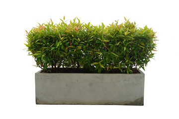 Syzygium australe Australian Rose Apple trees in a square cement pot, isolated on white background.  Brush Cherry, Creek Lily Pilly or Creek Satinash tree.  Ornamental plants for garden decoration.