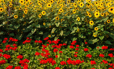 Obraz premium Beautiful field of red flowers and yellow sunflowers background