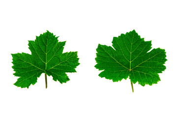 Fresh green grape leaves isolated on white background.