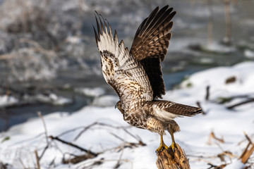 Red-tailed hawk taking off