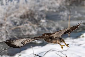 Red-tailed hawk in flight