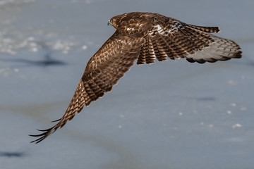 Red-tailed hawk in flight