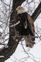 Bald eagle sitting in a tree