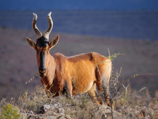 Red hartebeest (Alcelaphus buselaphus caama or Alcelaphus caama). Karoo, Western Cape, South Africa