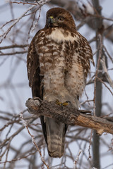 Red-tailed hawk sitting in a tree