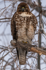 Red-tailed hawk sitting in a tree