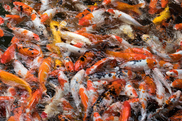 Obraz na płótnie Canvas Wide Shot of Hundreds of Orange and Black Koi Fish