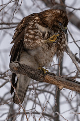 Red-tailed hawk transparent eye lid or nictitating membrane