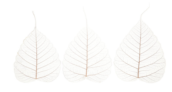 a leaf texture close up on a white background