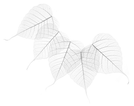  leaf texture close up on a white background