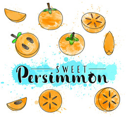 Persimmon. Whole and pieces. Vector stock illustration. Watercolor fruit set isolated on white background. Lettering.